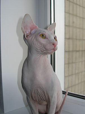 Kitten - Dzhinestra Beni - Canadian Sphynx