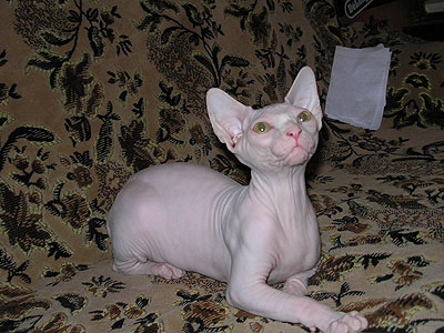 Kitten - Dzhinestra Beni - Canadian Sphynx