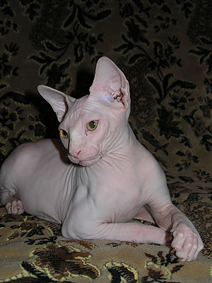 Kitten - Dzhinestra Beni - Canadian Sphynx