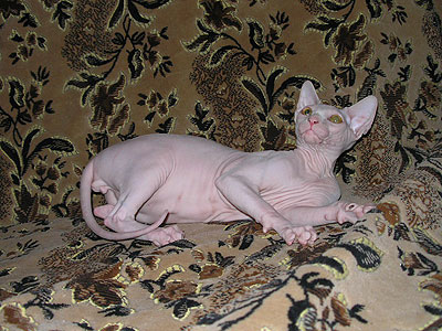 Kitten - Dzhinestra Beni - Canadian Sphynx