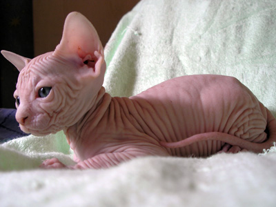 Kittens - the Canadian Sphynxes