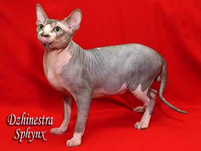 Cat - Lanion Licarion - Canadian Sphynx