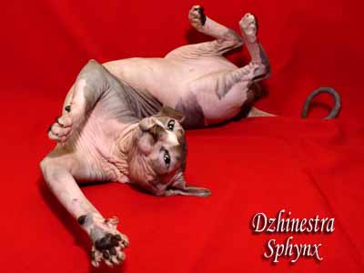 Cat - Lanion Licarion - Canadian Sphynx