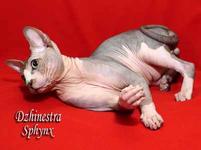 Cat - Lanion Licarion - Canadian Sphynx