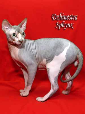 Cat - Lanion Licarion - Canadian Sphynx