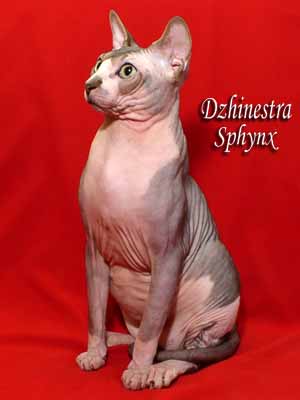 Cat - Lanion Licarion - Canadian Sphynx