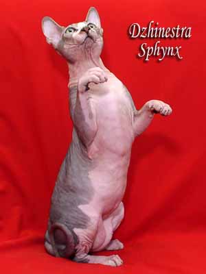 Cat - Lanion Licarion - Canadian Sphynx