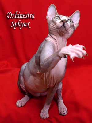 Cat - Lanion Licarion - Canadian Sphynx