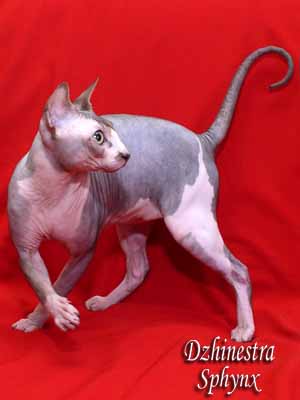 Cat - Lanion Licarion - Canadian Sphynx