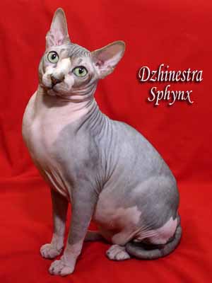 Cat - Lanion Licarion - Canadian Sphynx