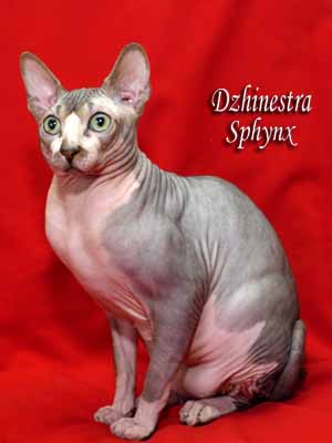 Cat - Lanion Licarion - Canadian Sphynx