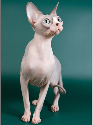 Cat female - Littlesphynkers Magnolya - Canadian Sphynx