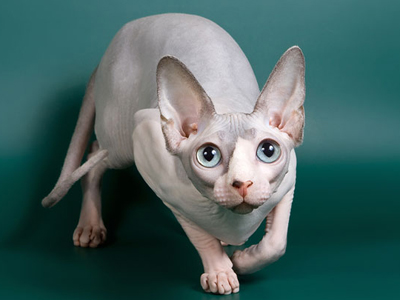 Cat female - Littlesphynkers Magnolya - Canadian Sphynx