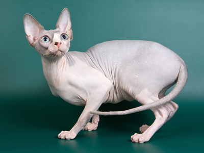 Cat female - Littlesphynkers Magnolya - Canadian Sphynx