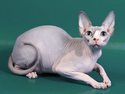 Cat female - Littlesphynkers Magnolya - Canadian Sphynx