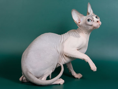 Cat female - Littlesphynkers Magnolya - Canadian Sphynx