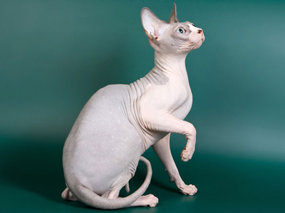 Cat female - Littlesphynkers Magnolya - Canadian Sphynx