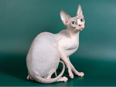 Cat female - Littlesphynkers Magnolya - Canadian Sphynx