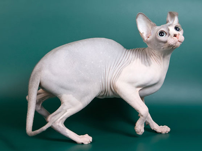 Cat female - Littlesphynkers Magnolya - Canadian Sphynx