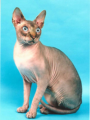 SGCH Nefertiti Umhoteb - отец кота Lanion Licarion