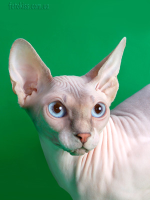 Cat - Lanion Tutsi of Dzhinestra - The Canadian Sphynx