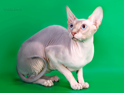 Cat female - Lanion Tutsi of Dzhinestra - Canadian Sphynx