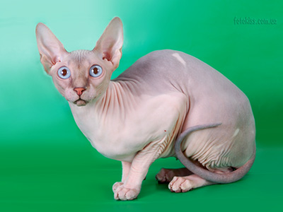 Cat female - Lanion Tutsi of Dzhinestra - Canadian Sphynx