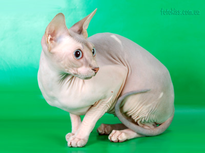 Cat female - Lanion Tutsi of Dzhinestra - Canadian Sphynx