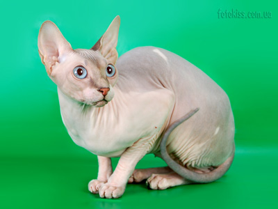 Cat female - Lanion Tutsi of Dzhinestra - Canadian Sphynx