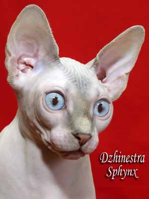 Cat female - Lanion Tutsi of Dzhinestra - Canadian Sphynx