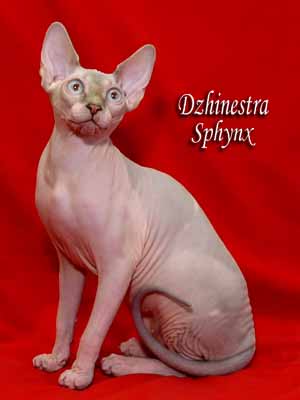 Cat female - Lanion Tutsi of Dzhinestra - Canadian Sphynx