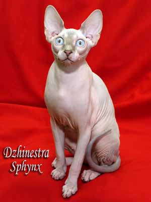 Cat female - Lanion Tutsi of Dzhinestra - Canadian Sphynx